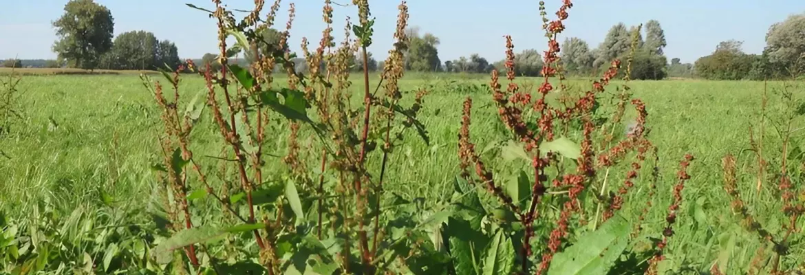 Щавель туполистий або rumex obtusifolius в полі