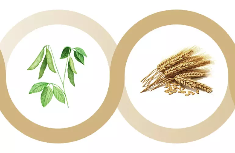 bobovi-promizhni-kultury-pislya-pshenytsi