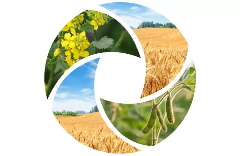 korotka-promizhna-kultura