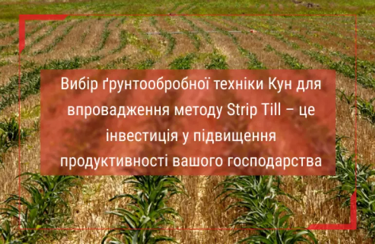 стріп тіл