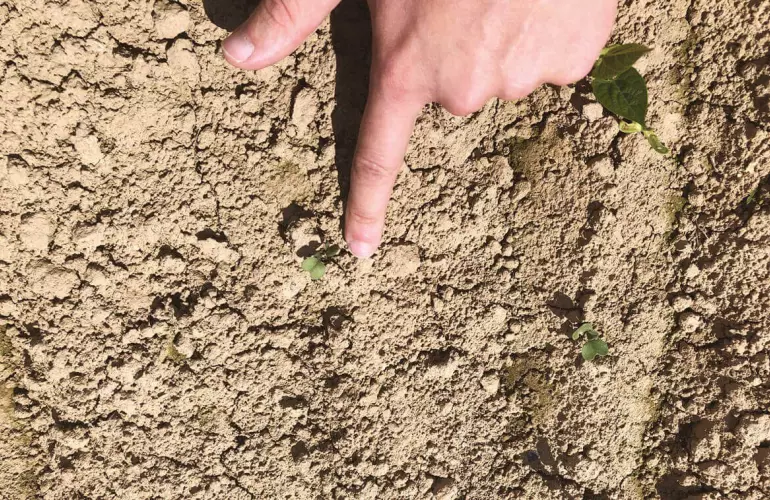 молоді бур'яни, що з'являються з ґрунту