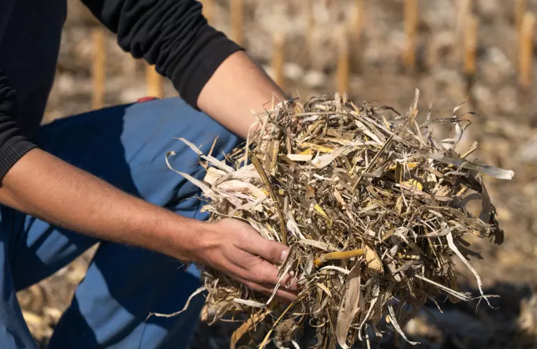 mulchovana-kukurudza