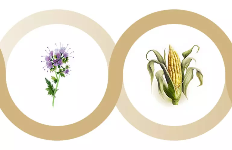 roslyna-fatseliya-promizhna-kultura-pered-pshenytseyu