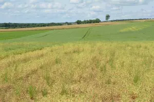 aphanomyces-shcho-vrazhaye-pole-horokhu