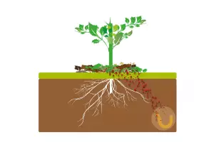 biofumihatsiya-perevaha-pryklad-naukovoyi-ilyustratsiyi