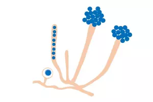 naukova-ilyustratsiya-tsvili-aphanomyces