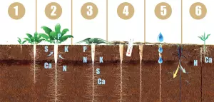 obrobitok-gruntu-zhyttyevyy-tsykl-redysky_0