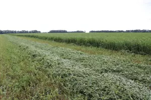 Висота зрізу культури