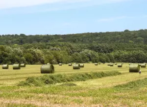 Заготівля сінажу