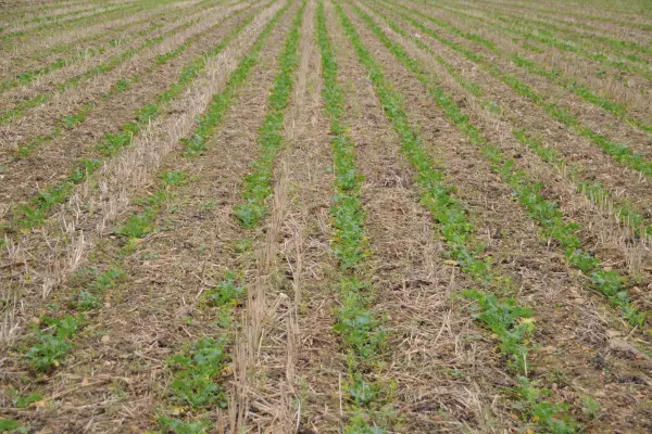 Можливі численні регулювання, щоб уповні використати переваги технології смугового обробітку