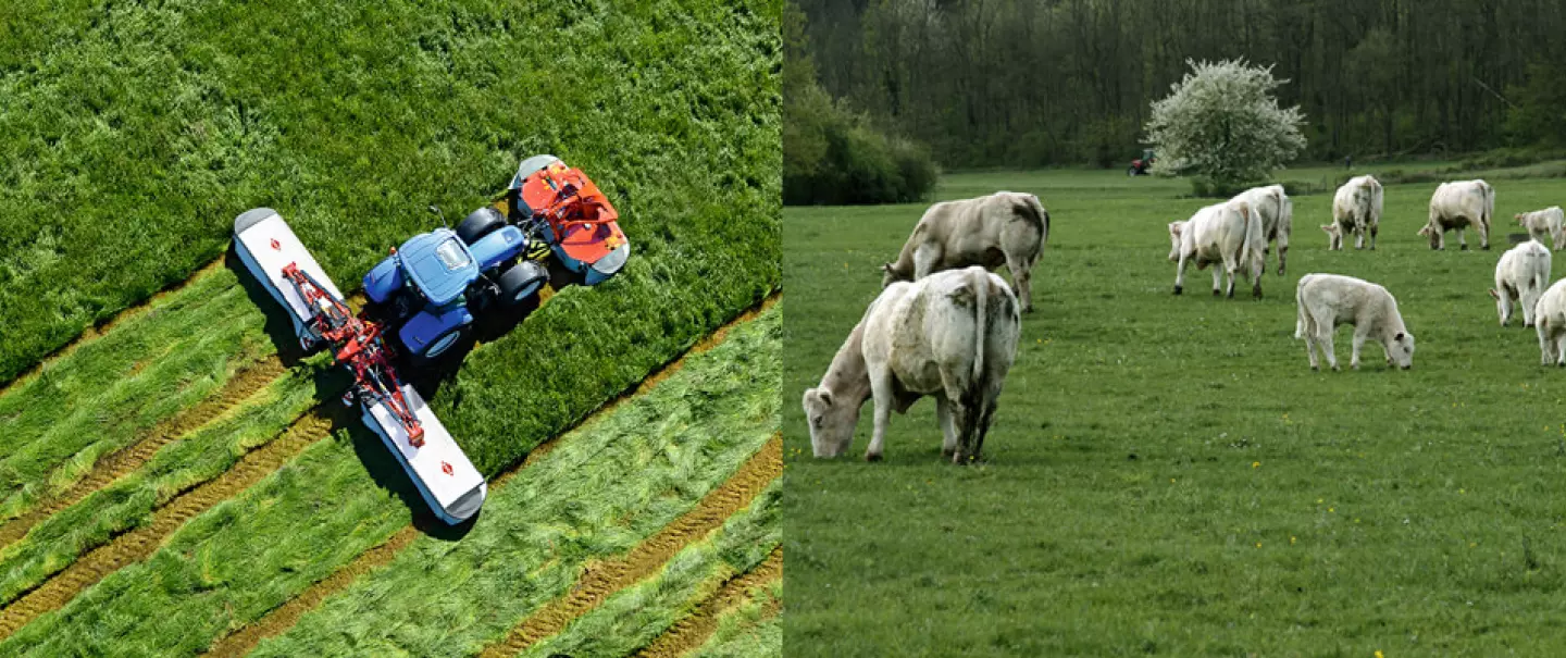 мінімальний обробіток ґрунту - переваги пасовища, де корови контролюють бур'яни