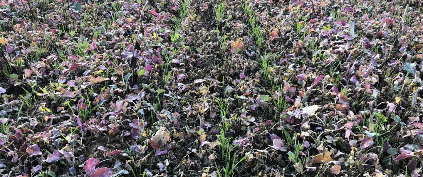 SH_AUROCK_Sowing_Different_Products_Cover_Crops.jpg